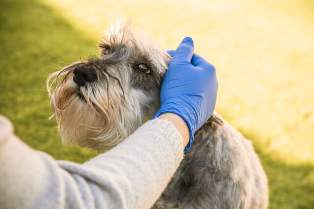 Pet Dander Allergies? Here Are A Couple Of Suggestions