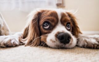 4 Heating And Cooling Tips For Pet Owners